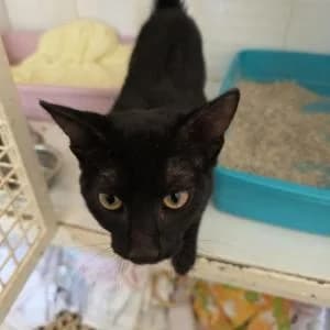 Anis, female puppy Mixed Breed for adoption at SVPAP Valencia, Valencia