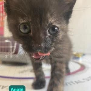 Anabi, female Mixed Breed for adoption at SVPAP Valencia, Valencia