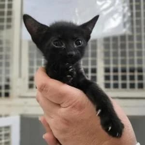 Akira, female Mixed Breed for adoption at SVPAP Valencia, Valencia