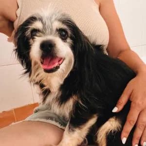Turbo, Mixed Breed (SVPAP Valencia)