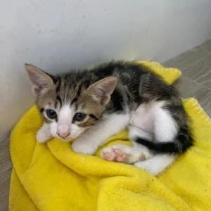 Nemo, female Mixed Breed for adoption at SVPAP Valencia, Valencia
