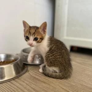 Nilo, male Mixed Breed for adoption at SVPAP Valencia, Valencia