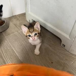 Nube, female Mixed Breed for adoption at SVPAP Valencia, Valencia