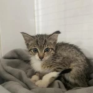 Miel, female puppy Mixed Breed for adoption at SVPAP Valencia, Valencia