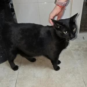 Ginebra, female 5yo Mixed Breed for adoption at SVPAP Valencia, Valencia