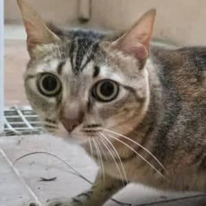 Duda, female 4yo Mixed Breed for adoption at SVPAP Valencia, Valencia