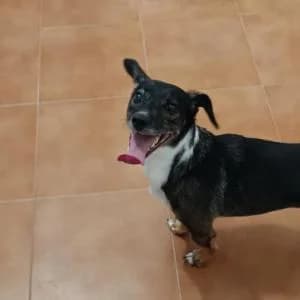 Mike, male 4yo Mixed Breed for adoption at SVPAP Valencia, Valencia