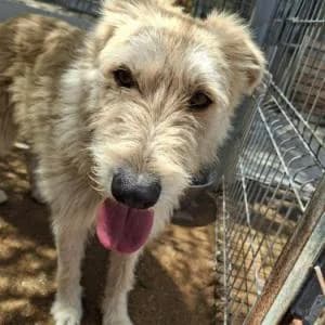 Lobo, male 3yo Mixed Breed for adoption at SVPAP Valencia, Valencia
