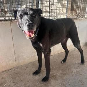 Cachito, male senior Mixed Breed for adoption at SVPAP Valencia, Valencia