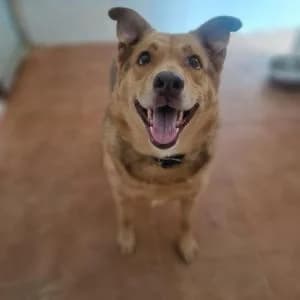 Linda, female senior Mixed Breed for adoption at SVPAP Valencia, Valencia