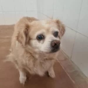 Lolita, female senior Mixed Breed for adoption at SVPAP Valencia, Valencia