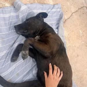 Sra. Rollinson, female 3yo Mixed Breed for adoption at SVPAP Valencia, Valencia