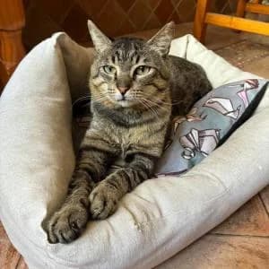 Rigodon, male young Mixed Breed for adoption at SVPAP Valencia, Valencia