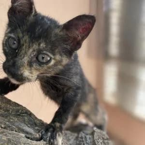 Ramen, female puppy Mixed Breed for adoption at SVPAP Valencia, Valencia