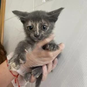 Misu, female Mixed Breed for adoption at SVPAP Valencia, Valencia