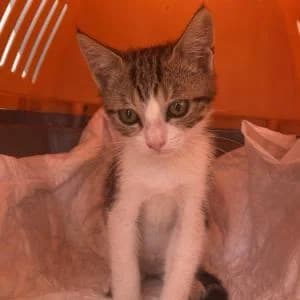 Trebol, female puppy Mixed Breed for adoption at SVPAP Valencia, Valencia