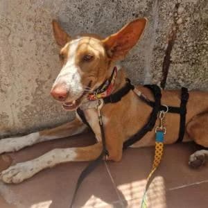 Juno, female young Mixed Breed for adoption at SVPAP Valencia, Valencia