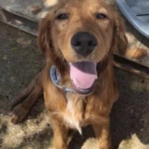 Mona, female puppy Mixed Breed for adoption at SVPAP Valencia, Valencia