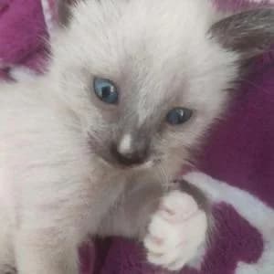 Gilda, female Mixed Breed for adoption at SVPAP Valencia, Valencia