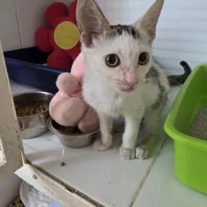 Oliva, Mixed Breed (SVPAP Valencia)