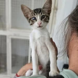 Fiona, female puppy Mixed Breed for adoption at SVPAP Valencia, Valencia
