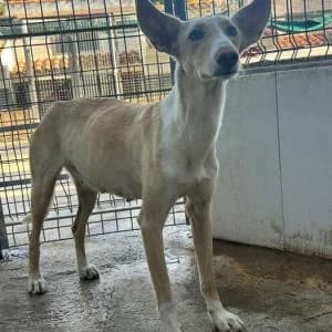 Latte, female 3yo Mixed Breed for adoption at SVPAP Valencia, Valencia