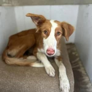 Mokka, female young Mixed Breed for adoption at SVPAP Valencia, Valencia