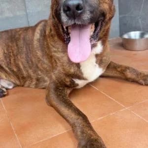 Rufus, male senior Mixed Breed for adoption at SVPAP Valencia, Valencia