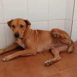 Xini, female 6yo Mixed Breed for adoption at SVPAP Valencia, Valencia