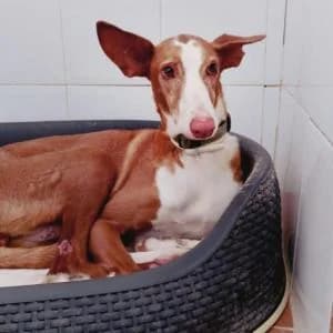 Pili, female 6yo Mixed Breed for adoption at SVPAP Valencia, Valencia