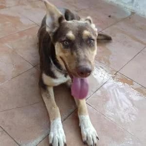 Elektra, female young Mixed Breed for adoption at SVPAP Valencia, Valencia