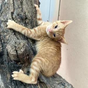 Gus, male puppy Mixed Breed for adoption at SVPAP Valencia, Valencia