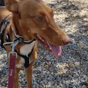 Kala, female 5yo Mixed Breed for adoption at SVPAP Valencia, Valencia