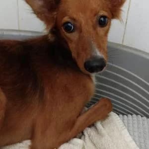 Jane, female puppy Mixed Breed for adoption at SVPAP Valencia, Valencia