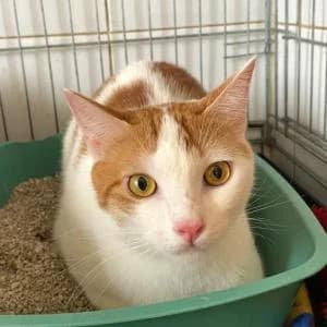 Luchi, male young Mixed Breed for adoption at SVPAP Valencia, Valencia