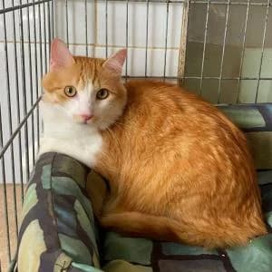 Alan, male young Mixed Breed for adoption at SVPAP Valencia, Valencia