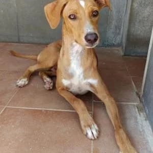 Akut, male puppy Mixed Breed for adoption at SVPAP Valencia, Valencia
