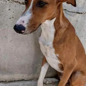 Korak, male puppy Mixed Breed for adoption at SVPAP Valencia, Valencia