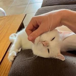Snowy, male 6yo Mixed Breed for adoption at SVPAP Valencia, Valencia