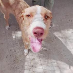 Julieta, female young Mixed Breed for adoption at SVPAP Valencia, Valencia