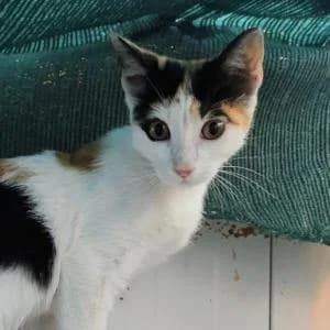 Sury, female puppy Mixed Breed for adoption at SVPAP Valencia, Valencia
