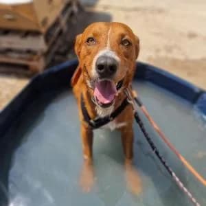 Ranma, male Mixed Breed for adoption at SVPAP Valencia, Valencia