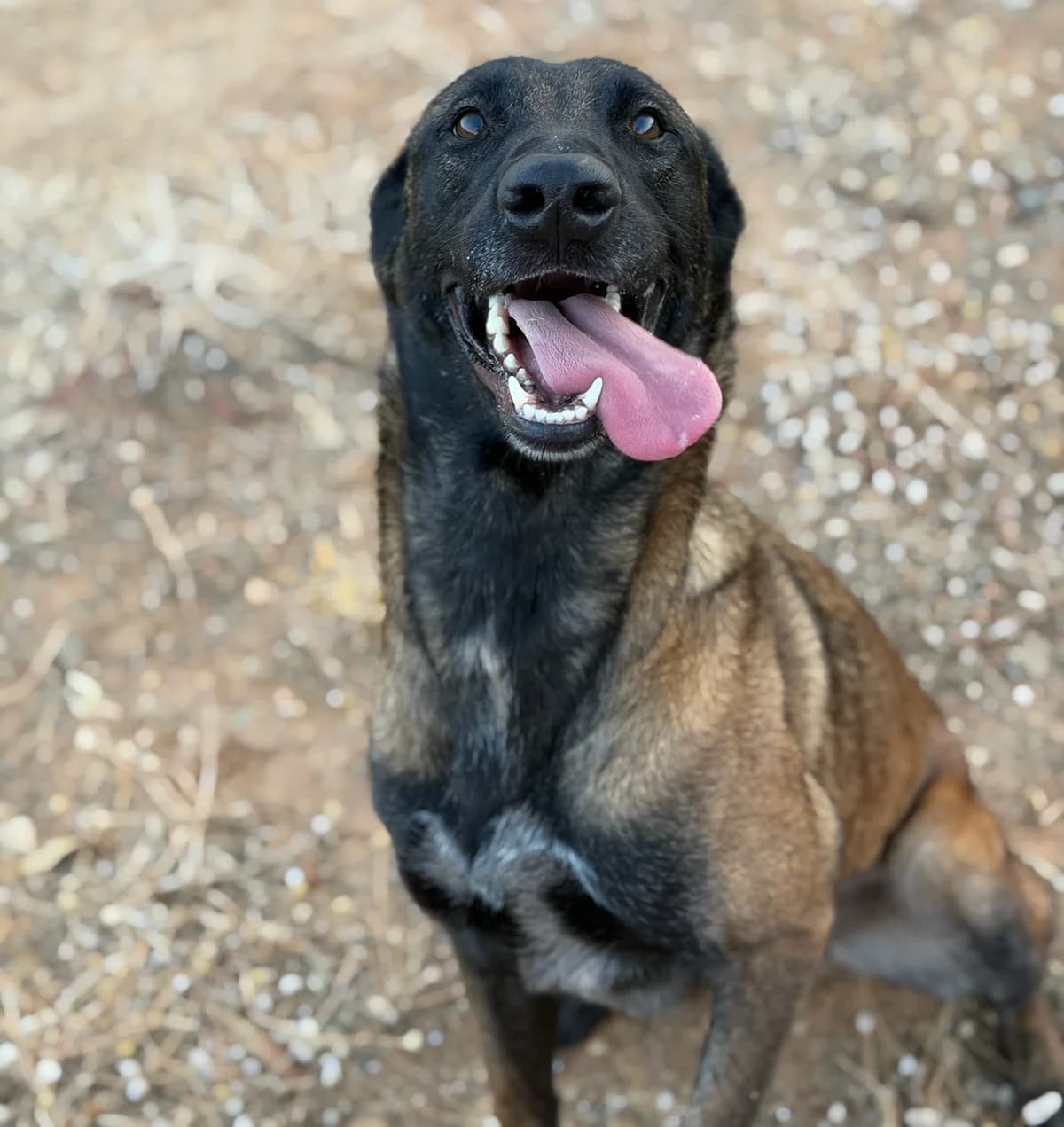 Cloe Mali, Short female young Mixed Breed for adoption at Triple A Marbella, Marbella