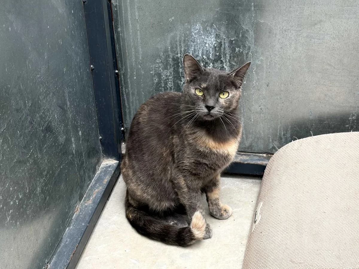 Silver+Leucemia, Mixed Breed (Triple A Marbella)