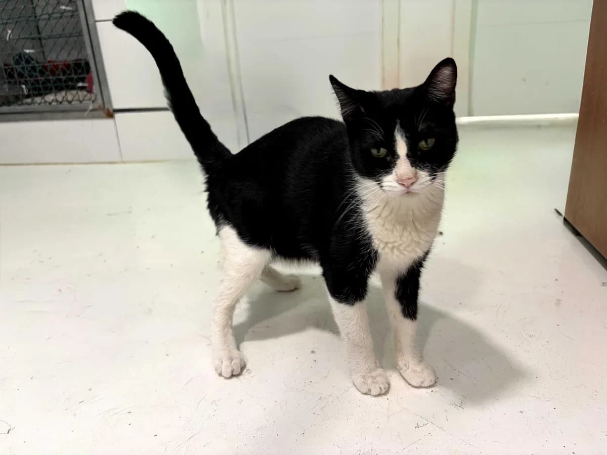 Michi, Short male young Mixed Breed for adoption at Triple A Marbella, Marbella