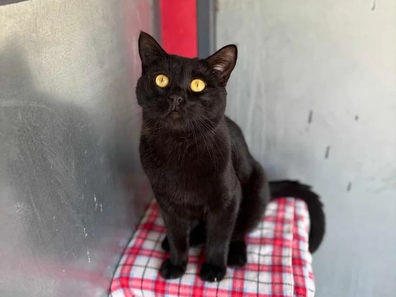 Papy, Short male 4yo Domestic Shorthair for adoption at Triple A Marbella, Marbella