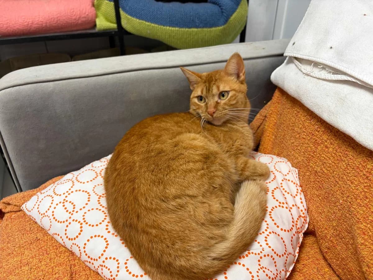 Fiona, Mixed Breed (Triple A Marbella)