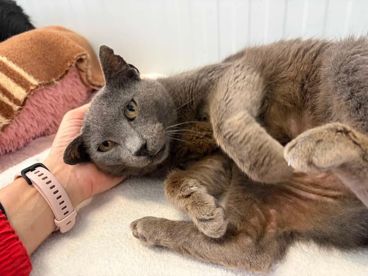 Gracy +Sida, Short female 4yo Domestic Shorthair for adoption at Triple A Marbella, Marbella