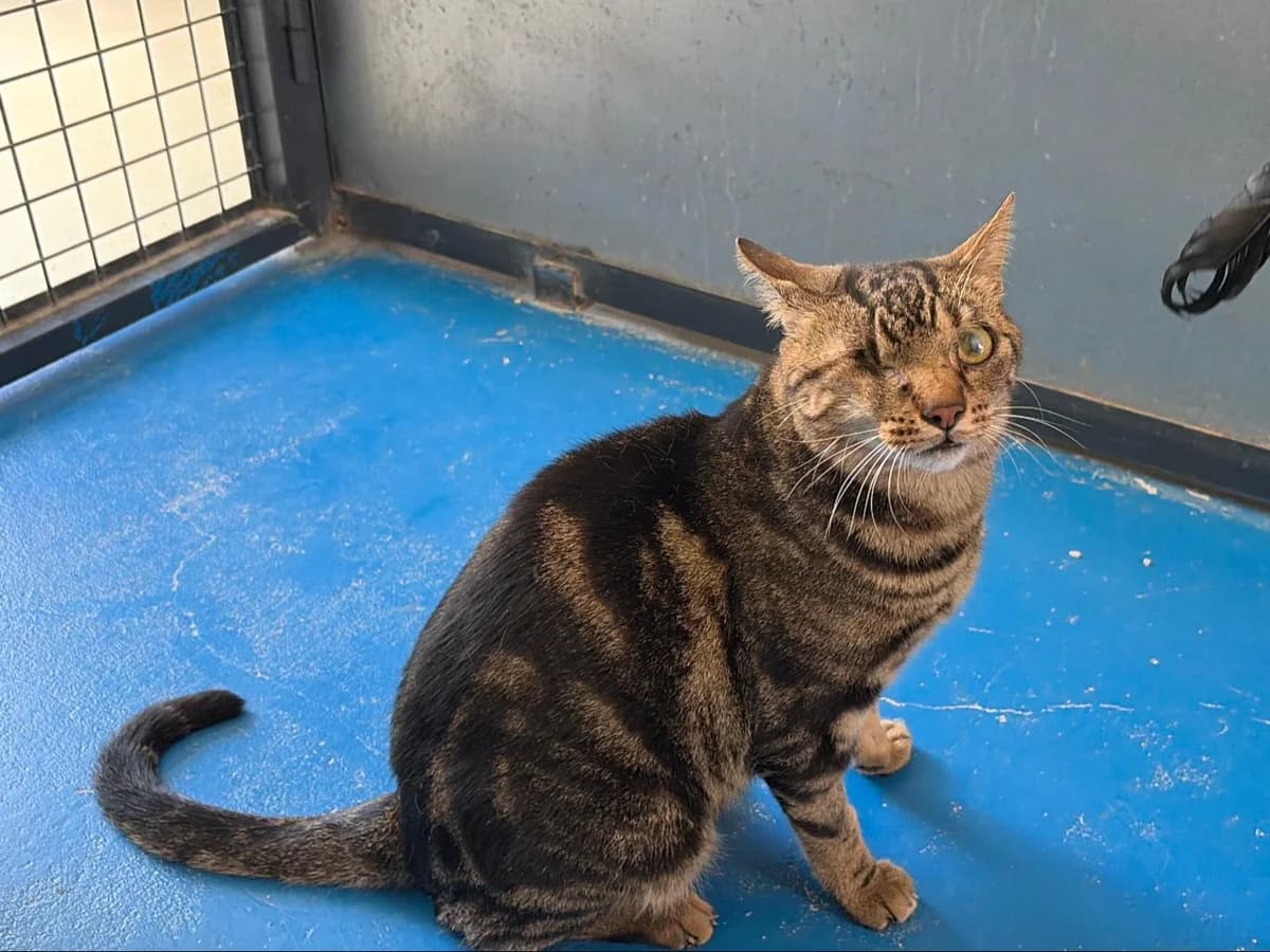 Ray, Mixed Breed (Triple A Marbella)