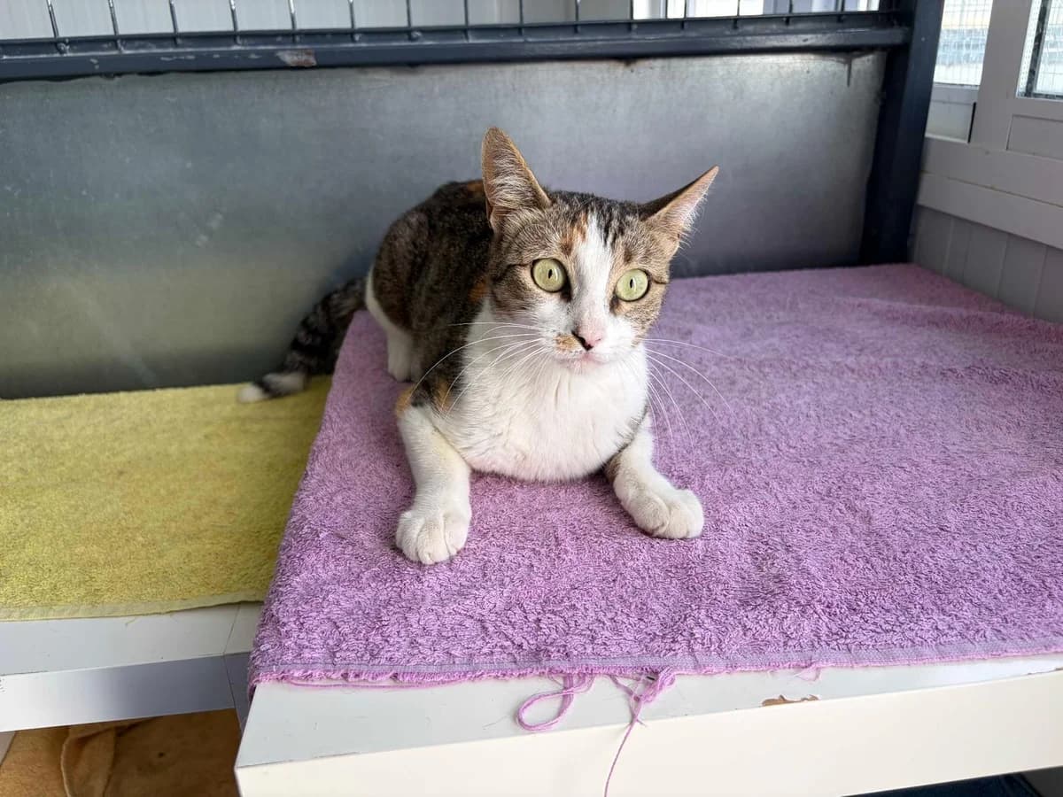 Regina, Short female young Mixed Breed for adoption at Triple A Marbella, Marbella